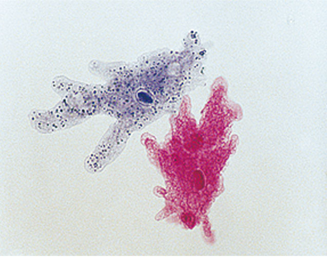 Ameoba Proteus Slide