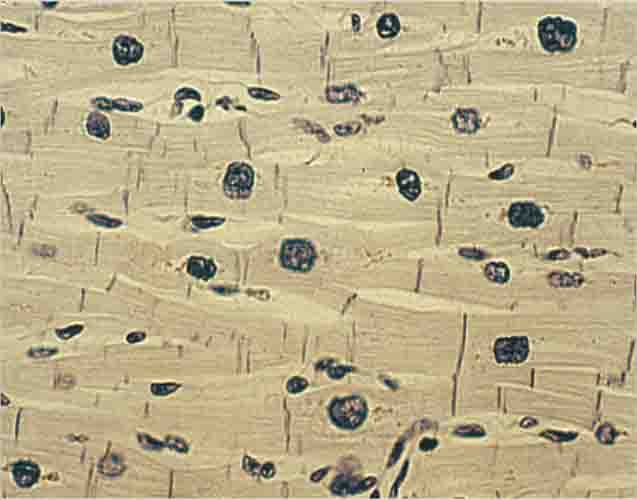 Cardiac Muscle Human