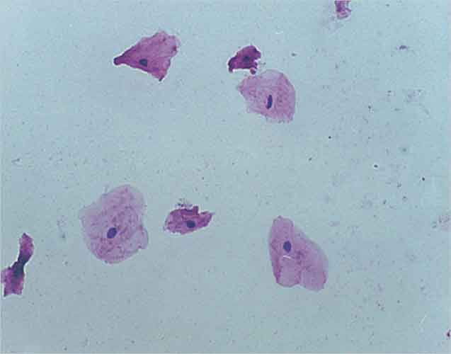  Human Mouth Epithelia Cell Slide