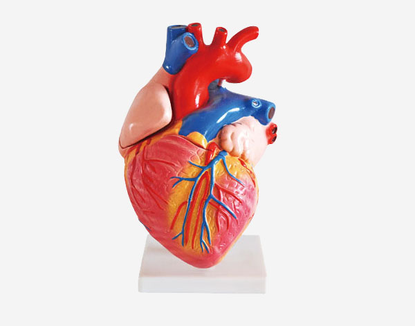 مجسم القلب البشري 3 اضعاف الحجم الحقيقي 
